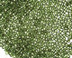 TOHO Olivine (with Silver Lining) Round 11/0 Seed Bead