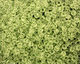 TOHO Transparent Citrus Spritz Round 8/0 Seed Bead