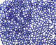 TOHO Sapphire (with Silver Lining) Round 8/0 Seed Bead