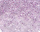 TOHO Ceylon Gladiola Round 11/0 Seed Bead