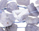 Chalcedony Druzy Pieces 22-32x21-27mm