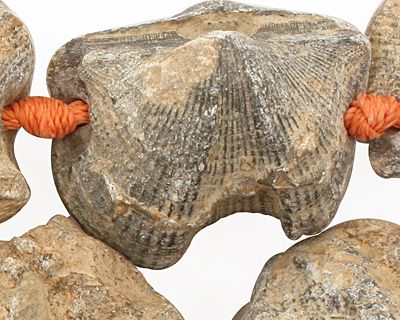 Shell Fossil Freeform Nugget Graduated 13-35x11-31mm