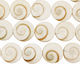 Conch Shell Puff Coin 12mm