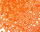 TOHO Transparent Hyacinth Round 8/0 Seed Bead