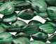 Malachite Flat Teardrop 15x12mm