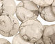 White Howlite Puff Coin 20mm