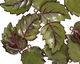 C-Koop Enameled Metal Olive Leaf 15x20mm