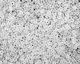 TOHO Transparent Crystal Treasure #1 Seed Bead