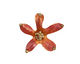 Patricia Healey Copper 5 Petal Flower Pendant 25x23mm