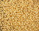 TOHO Jonquil (with White Lining) Treasure #1 Seed Bead