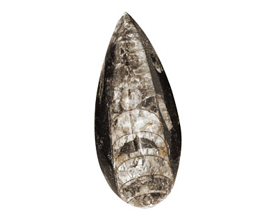 Orthoceras Teardrop Cabochon 29-35x55-76mm