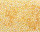 TOHO Light Topaz (with Frosted Silver Lining) Round 11/0 Seed Bead