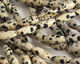 Dalmatian Jasper Rice 12x5mm