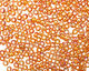 TOHO Transparent Rainbow Topaz Round 8/0 Seed Bead