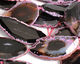 Black Agate w/ Ruby Natural Edge Freeform Faceted Slab 48-70x28-42mm