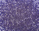 TOHO Transparent Frosted Cobalt Round 15/0 Seed Bead