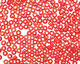 TOHO Transparent Rainbow Siam Ruby Round 8/0 Seed Bead