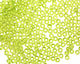 TOHO Transparent Lime Green Round 8/0 Seed Bead