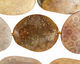 Fossil Coral (yellow) Freeform Slab Graduated 34-41x25-34mm