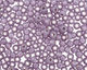 TOHO Milky Lavender (with Silver Lining) Round 6/0 Seed Bead