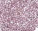 TOHO Light Amethyst (with Silver Lining) Round 8/0 Seed Bead