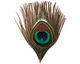 Peacock Eye Feather 80-100mm