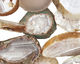 Gray Agate Natural Edge Freeform Pieces 35-42x27-35mm