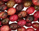Red Turtle Jasper Rice 10x8mm