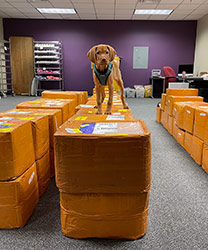 Office dog