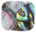 Pearl & Shell